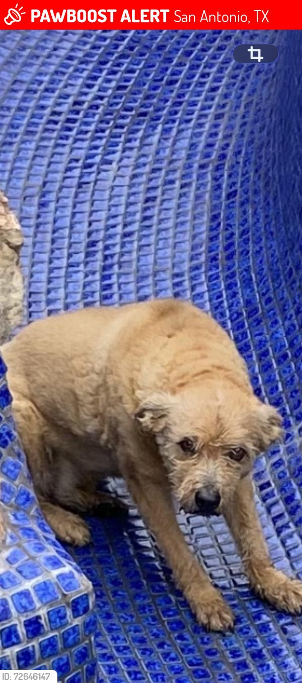 Lost Male Dog last seen Culebra, Westover hills, tezel, San Antonio, TX 78251