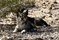 Found/Stray Unknown Dog last seen Buffalo Trail and Alta Oaks, Henderson, NV 89014
