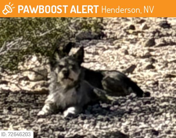 Found/Stray Unknown Dog last seen Buffalo Trail and Alta Oaks, Henderson, NV 89014