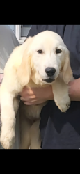 Lost Female Dog last seen Poco Redondo Dr., Sherman, TX 75090