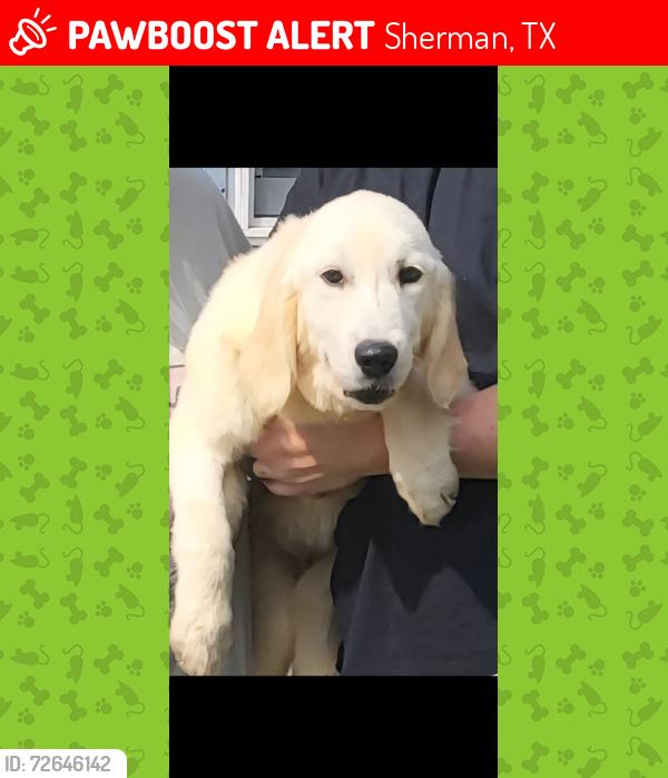 Lost Female Dog last seen Poco Redondo Dr., Sherman, TX 75090