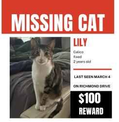 Lost Female Cat last seen Richmond dr. And Saddlebrook drive, Mobile, AL 36695