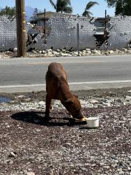 Found/Stray Male Dog last seen Bonhert ave (Rosa’s market parking lot), Rialto, CA 92377