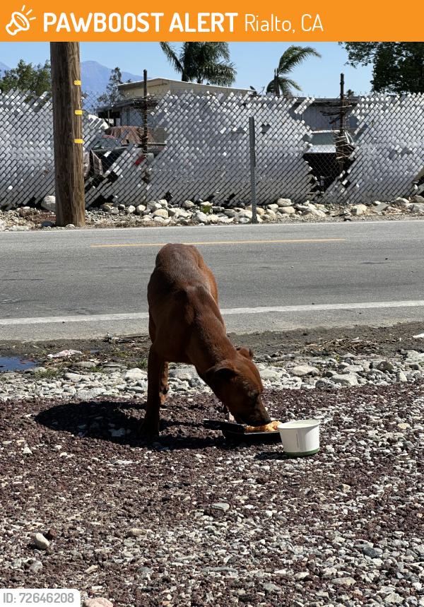 Found/Stray Male Dog last seen Bonhert ave (Rosa’s market parking lot), Rialto, CA 92377