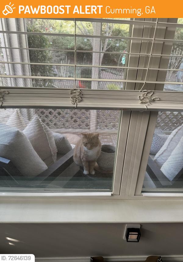 Found/Stray Male Cat last seen Upper Bethelview Community , Cumming, GA 30040