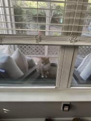 Found/Stray Male Cat last seen Upper Bethelview Community , Cumming, GA 30040