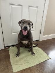 Found/Stray Female Dog last seen Pet circle regional animal center, Waco, TX 76711