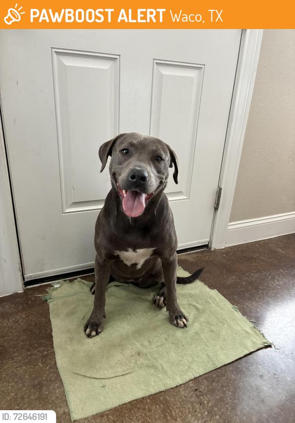 Found/Stray Female Dog last seen Pet circle regional animal center, Waco, TX 76711