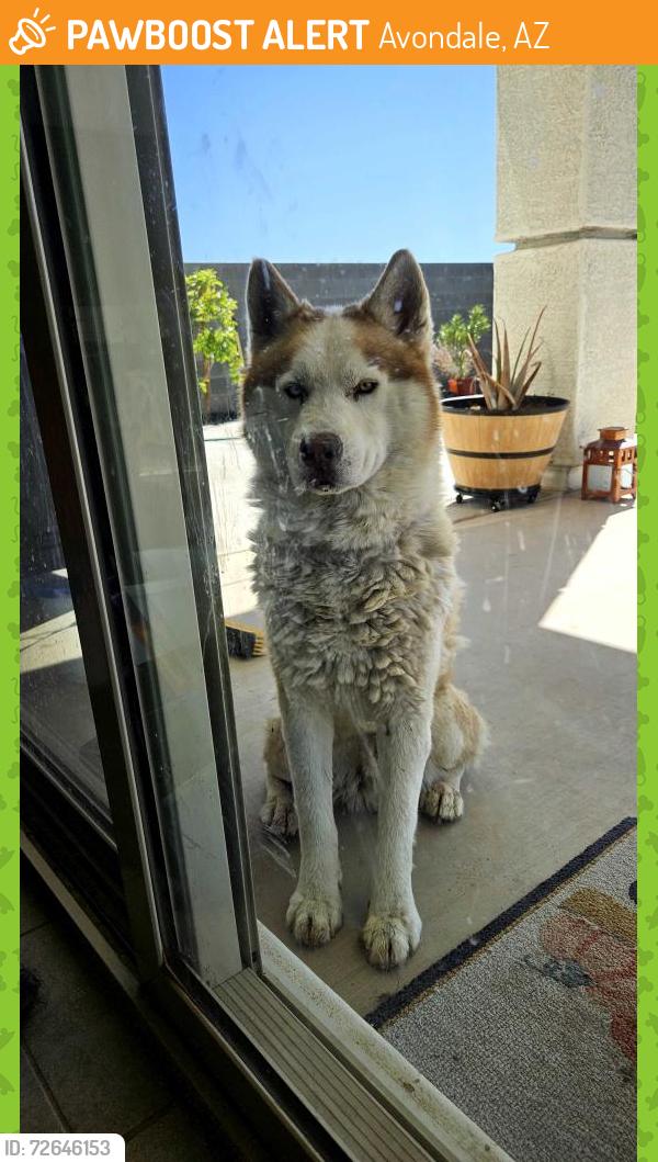 Found/Stray Unknown Dog last seen EL Mirage/Davis Ln, Avondale, AZ 85323