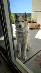 Found/Stray Unknown Dog last seen EL Mirage/Davis Ln, Avondale, AZ 85323