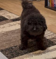 Lost Female Dog last seen Near Temple Rd, Nashville, TN 37221, Nashville, TN 37221