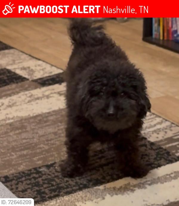 Lost Female Dog last seen Near Temple Rd, Nashville, TN 37221, Nashville, TN 37221