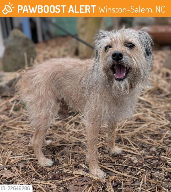 Found/Stray Unknown Dog last seen Reynolda Road and Midkiff, Winston-Salem, NC 27106