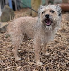 Found/Stray Unknown Dog last seen Reynolda Road and Midkiff, Winston-Salem, NC 27106
