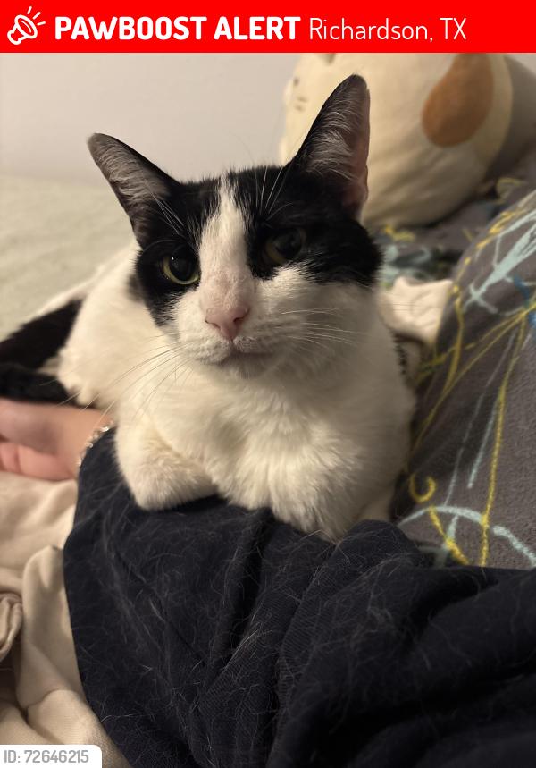 Lost Female Cat last seen Floyd Rd, Richardson, TX 75080