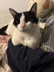 Lost Female Cat last seen Floyd Rd, Richardson, TX 75080