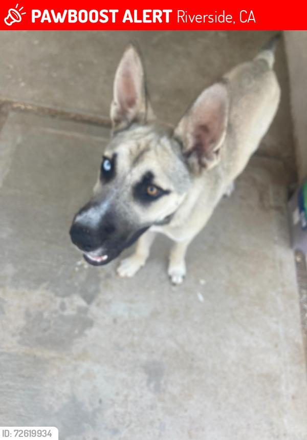 Lost Male Dog last seen Golden and Campbell, Riverside, CA 92505