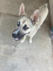 Lost Male Dog last seen Golden and Campbell , Riverside, CA 92505