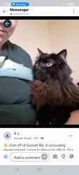 Lost Male Cat last seen Near Summer Coach Dr, Charlotte, NC 28216