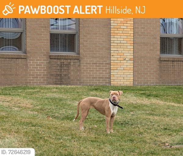 Found/Stray Female Dog last seen Near starline auto, Hillside, NJ 07205