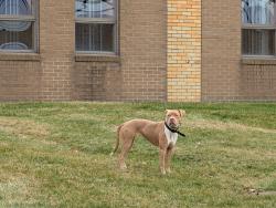 Found/Stray Female Dog last seen Near starline auto, Hillside, NJ 07205
