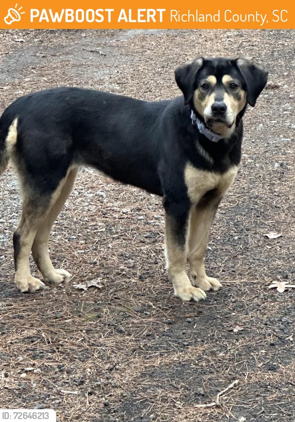 Found/Stray Unknown Dog last seen Bookman Loop and Monticello Rd, Richland County, SC 29180