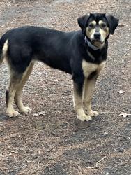 Found/Stray Unknown Dog last seen Bookman Loop and Monticello Rd, Richland County, SC 29180
