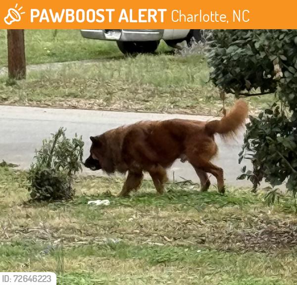 Found/Stray Male Dog last seen Dogwood Ave and Catalina Ave , Charlotte, NC 28206