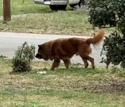 Found/Stray Male Dog last seen Dogwood Ave and Catalina Ave , Charlotte, NC 28206