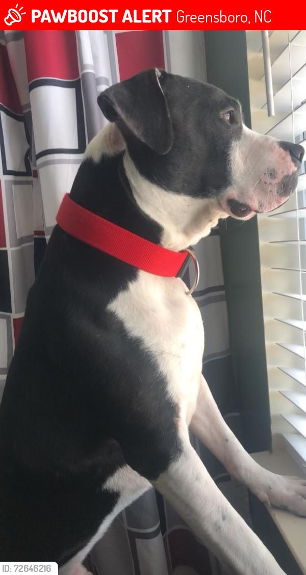 Lost Male Dog last seen Chape Ridge, Greensboro, Greensboro, NC 27405
