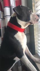 Lost Male Dog last seen Chape Ridge, Greensboro, Greensboro, NC 27405