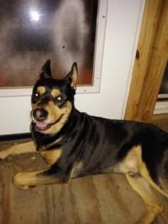 Lost Male Dog last seen Near helios and Homer st., Metairie, LA 70005