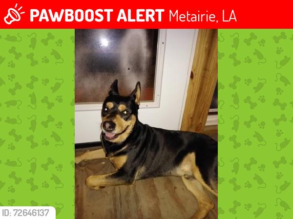Lost Male Dog last seen Near helios and Homer st., Metairie, LA 70005