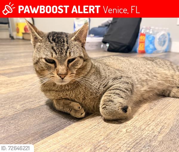Lost Male Cat last seen Near armada road S Venice fl , Venice, FL 34285