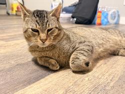Lost Male Cat last seen Near armada road S Venice fl , Venice, FL 34285