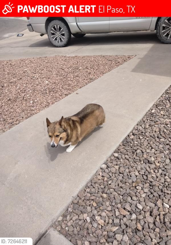 Lost Female Dog last seen Loma Dante & John Hayes 79938 near Edgemere close to Circle K gas station , El Paso, TX 79938