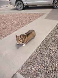 Lost Female Dog last seen Loma Dante & John Hayes 79938 near Edgemere close to Circle K gas station , El Paso, TX 79938