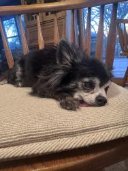 Lost Male Dog last seen Near Lockwood lane volcano ca 95689, Volcano, CA 95689