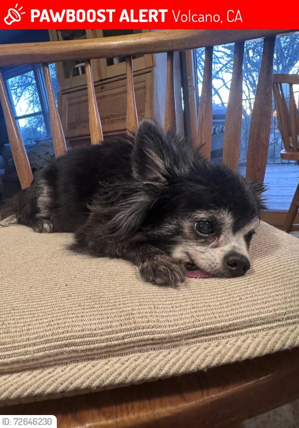 Lost Male Dog last seen Near Lockwood lane volcano ca 95689, Volcano, CA 95689