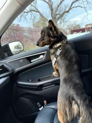 Found/Stray Male Dog last seen I 820 and Lancaster service road, Fort Worth, TX 76135