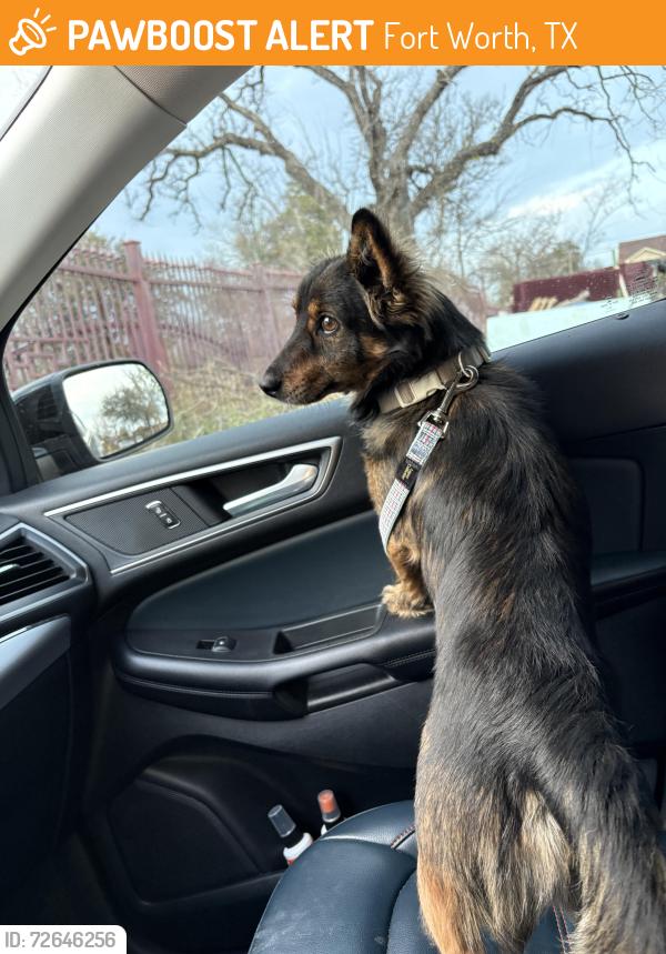 Found/Stray Male Dog last seen I 820 and Lancaster service road, Fort Worth, TX 76135