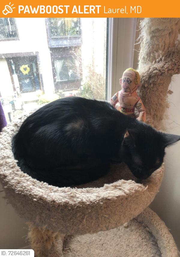 Found/Stray Female Cat last seen Split Rail Lane and Deer Creek Court, Laurel, MD 20707