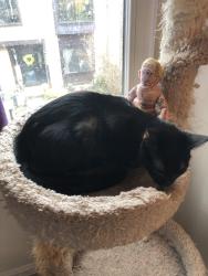 Found/Stray Female Cat last seen Split Rail Lane and Deer Creek Court, Laurel, MD 20707