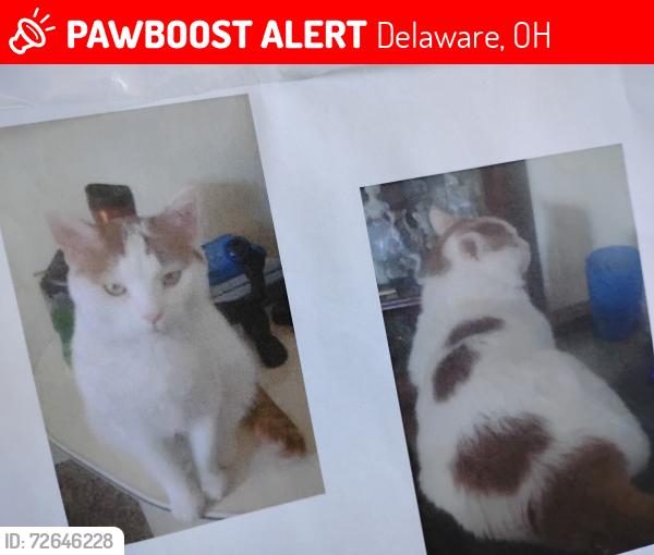 Lost Male Cat last seen Delaware twp Hall, Delaware, OH 43015