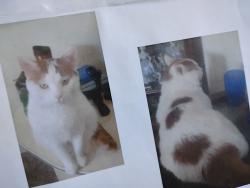 Lost Male Cat last seen Delaware twp Hall, Delaware, OH 43015