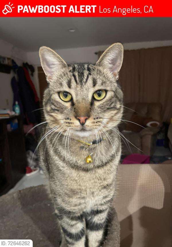 Lost Male Cat last seen Baltimore St. & Ave 50, Los Angeles, CA 90042