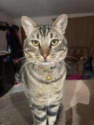 Lost Male Cat last seen Baltimore St. & Ave 50, Los Angeles, CA 90042