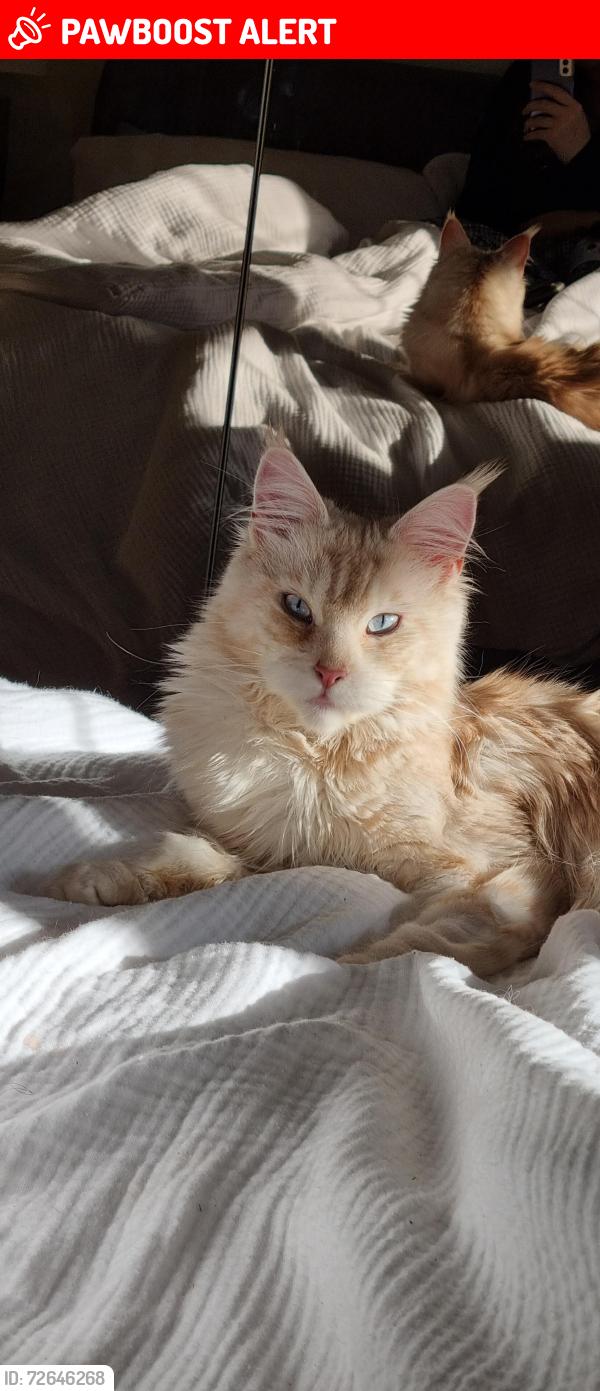 Lost Male Cat last seen Kingston hosp , Greater London, England KT1 3RS
