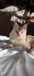 Lost Male Cat last seen Kingston hosp , Greater London, England KT1 3RS