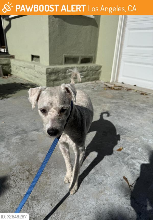 Found/Stray Male Dog last seen Aneta and Inglewood blvd, Los Angeles, CA 90230